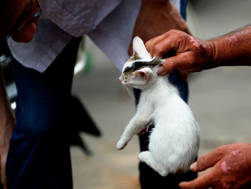Animales que hacen noticia