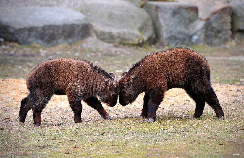 Animales que hacen noticia