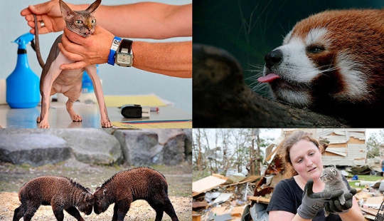 Animales que hacen noticia