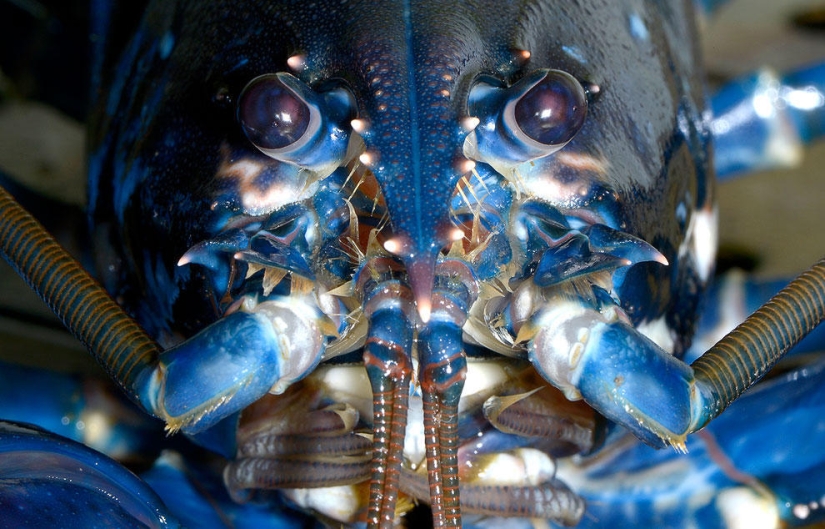 Animales que hacen noticia