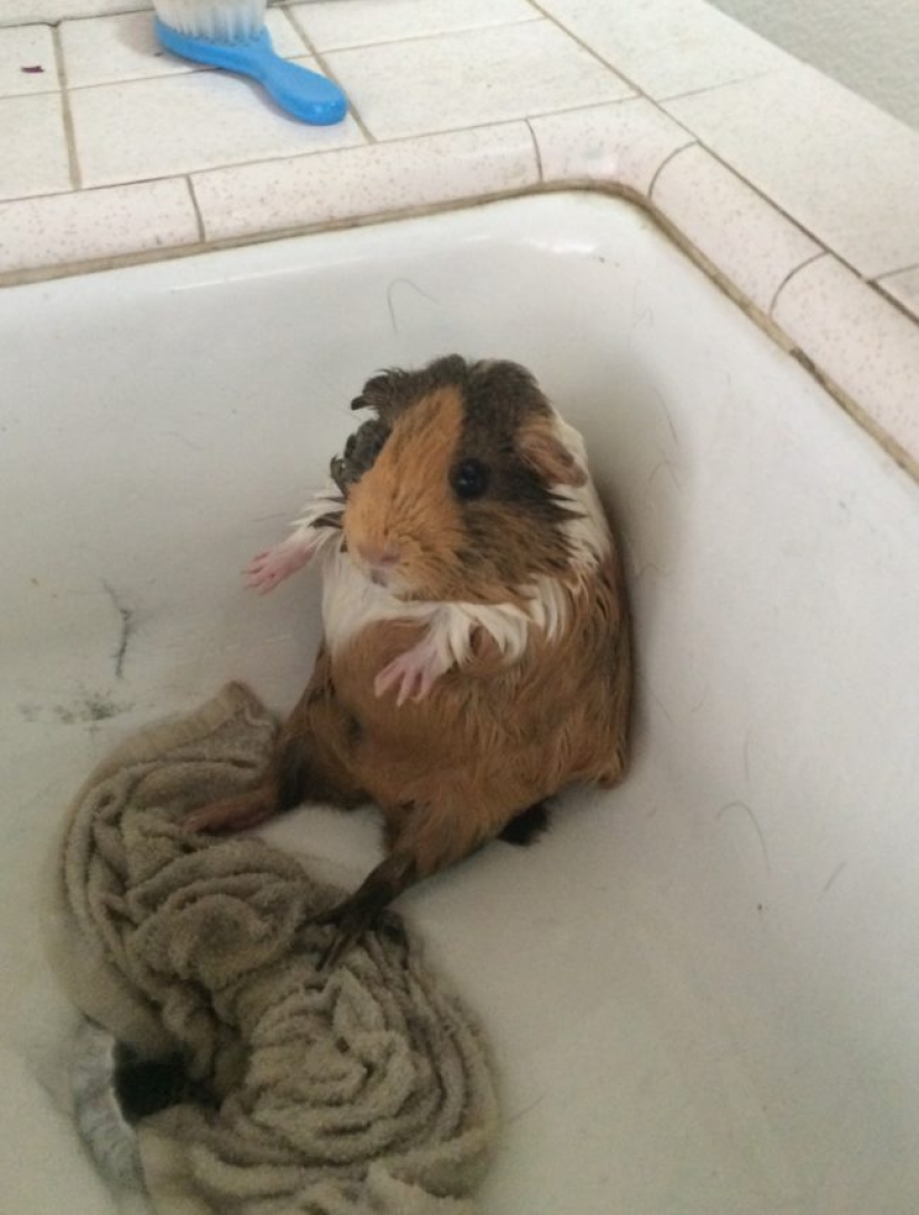 Animales que no quieren bañarse Animales que no quieren bañarse