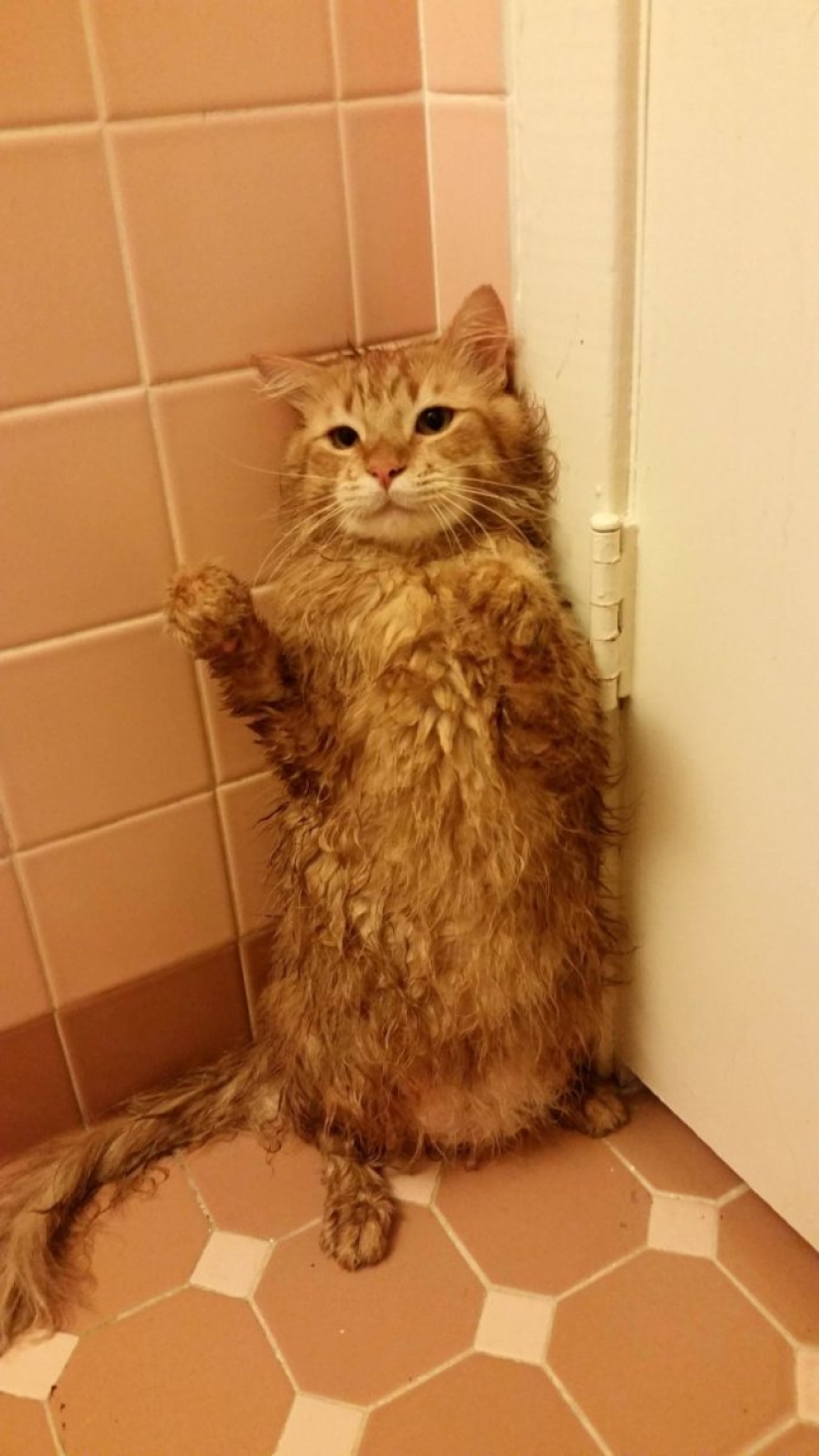 Animales que no quieren bañarse Animales que no quieren bañarse