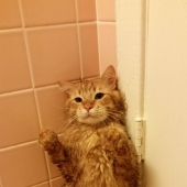 Animales que no quieren bañarse