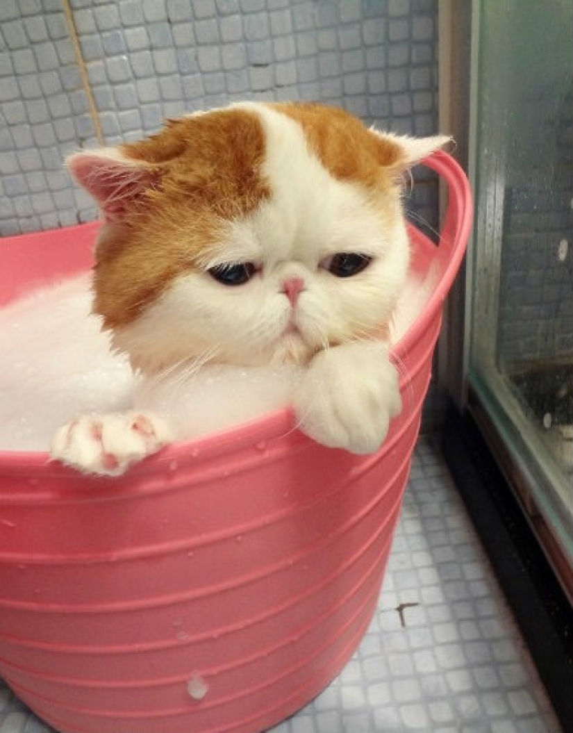 Animales que no quieren bañarse Animales que no quieren bañarse