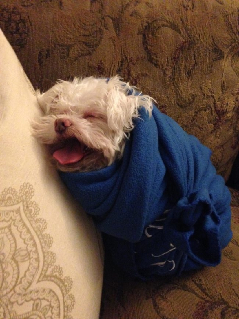 Animales que no quieren bañarse Animales que no quieren bañarse