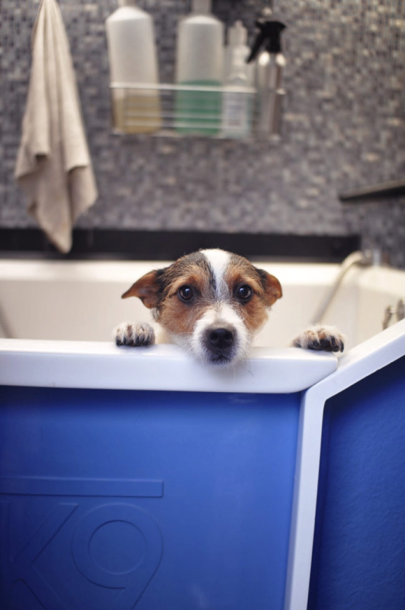 Animales que no quieren bañarse Animales que no quieren bañarse