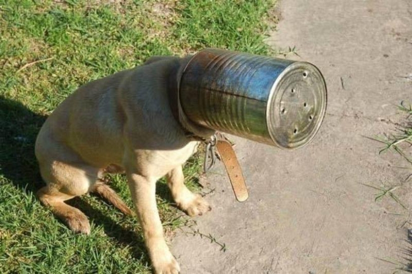 Animales que no tienen un buen día.