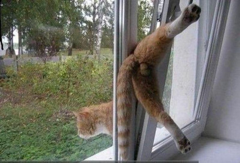 Animales que no tienen un buen día.