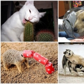 Animales que no tienen un buen día.