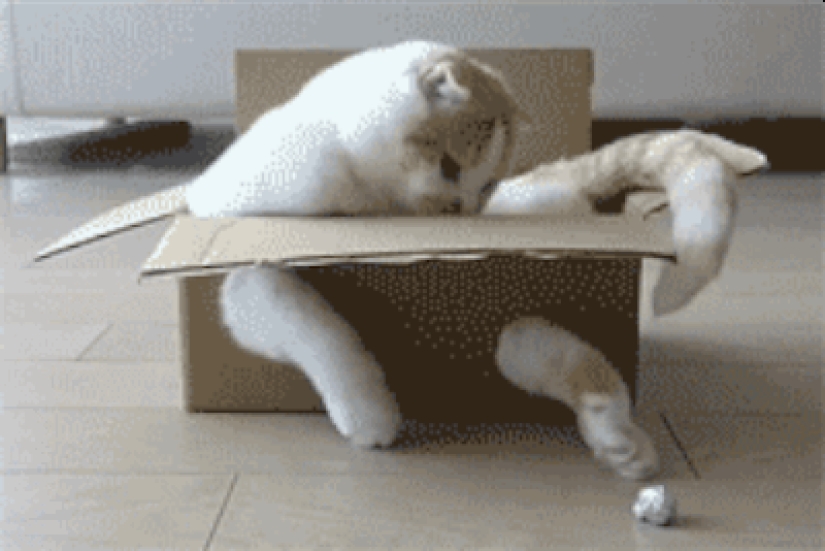 Animales que no tienen un buen día.