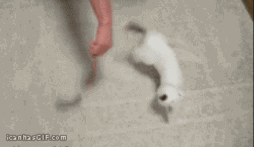 Animales que no tienen un buen día.