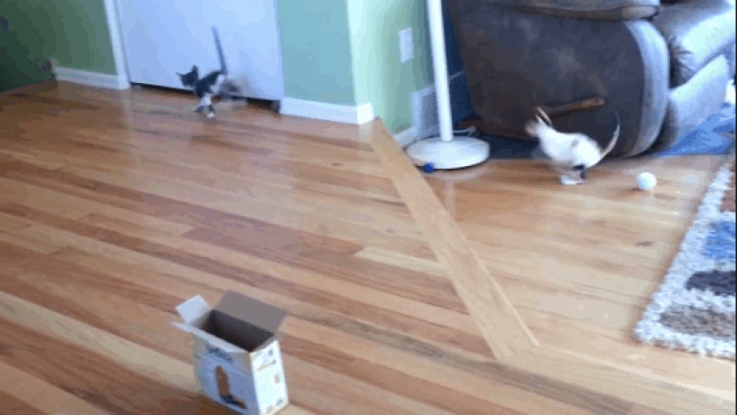 Animales que no tienen un buen día.