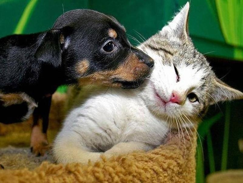 Animales que no tienen un buen día.