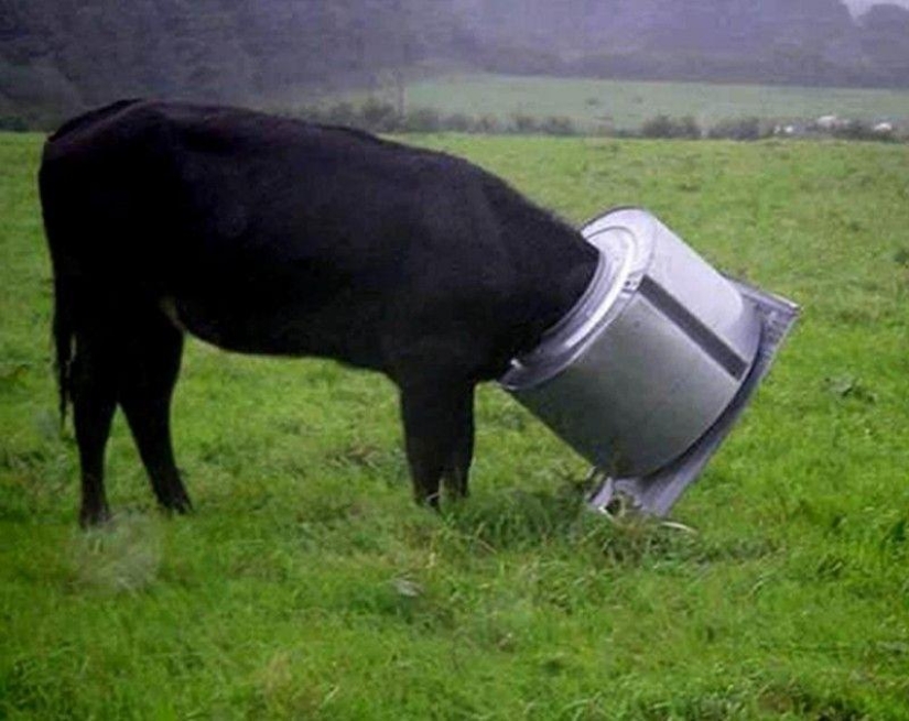 Animales que no tienen un buen día.