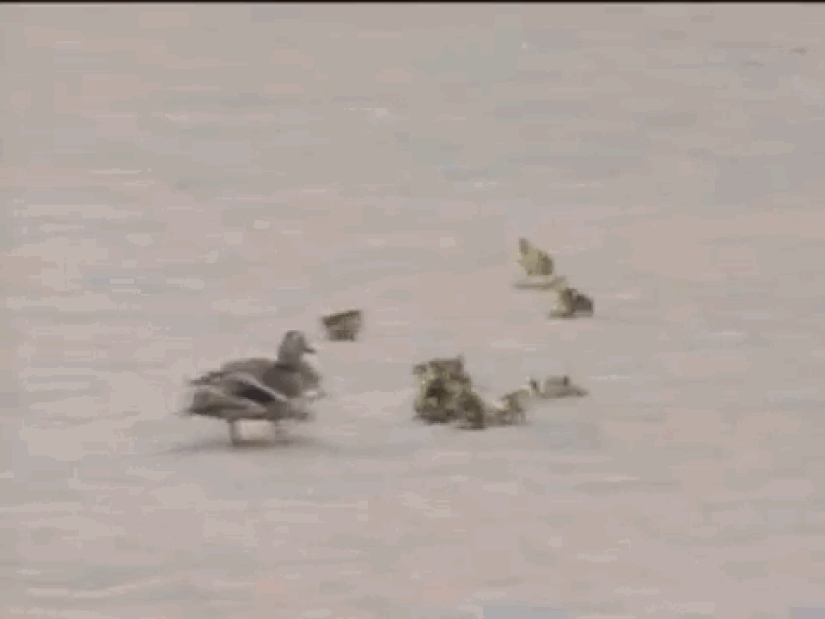 Animales que no tienen un buen día.