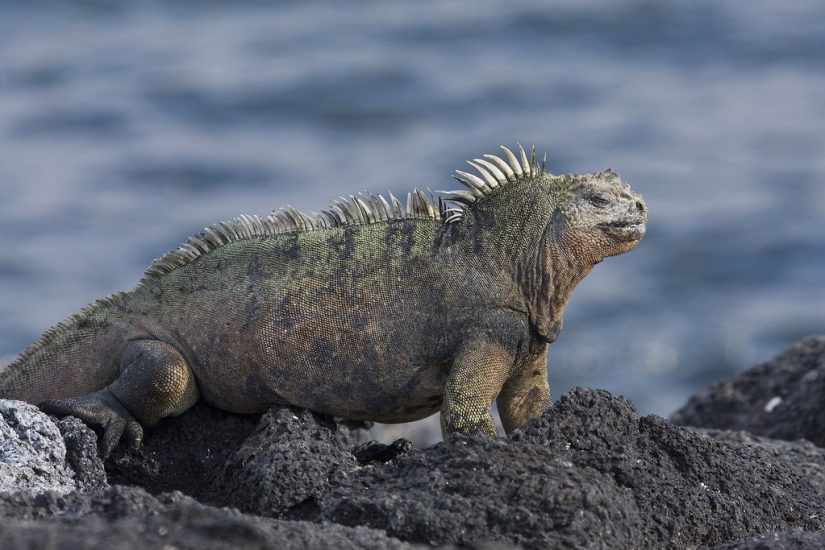 Animales que solo se pueden encontrar en ciertas partes del mundo