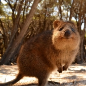 Animales que solo se pueden encontrar en ciertas partes del mundo