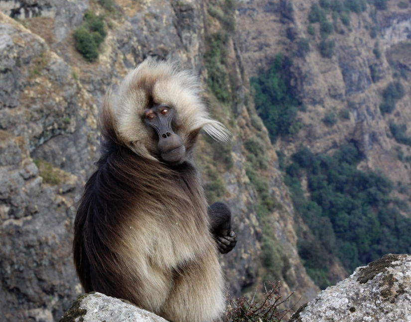 Animales que solo se pueden encontrar en ciertas partes del mundo