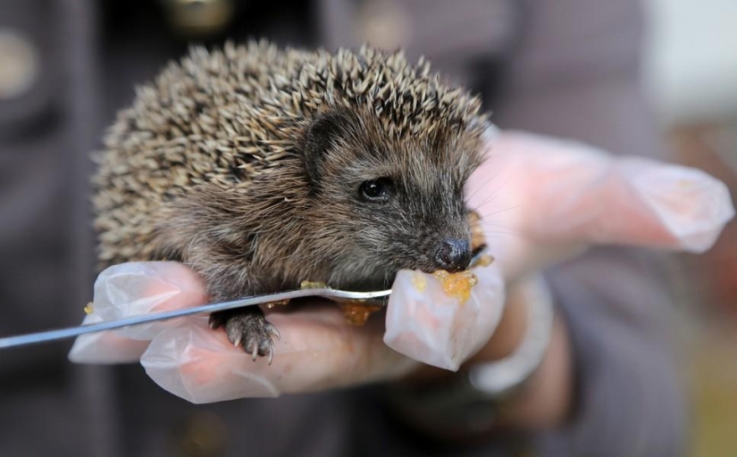 animales y personas animales y personas