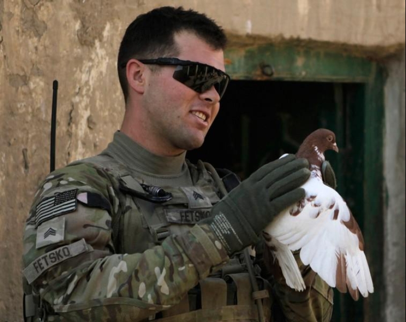 Animals and people Animals and people