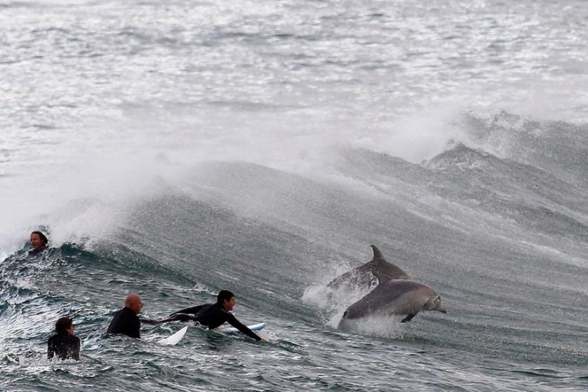 Animals and people Animals and people