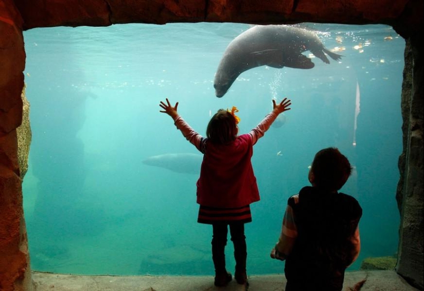 Animals and people Animals and people