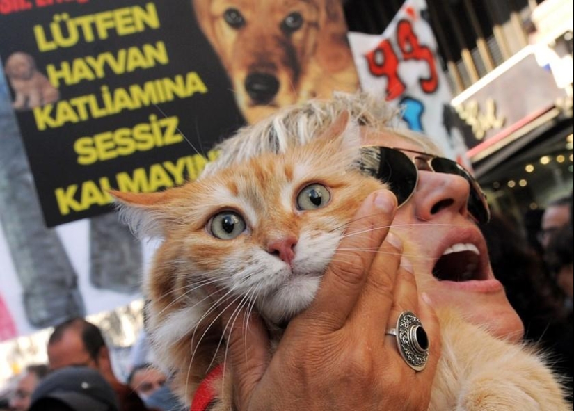 Animals and people Animals and people