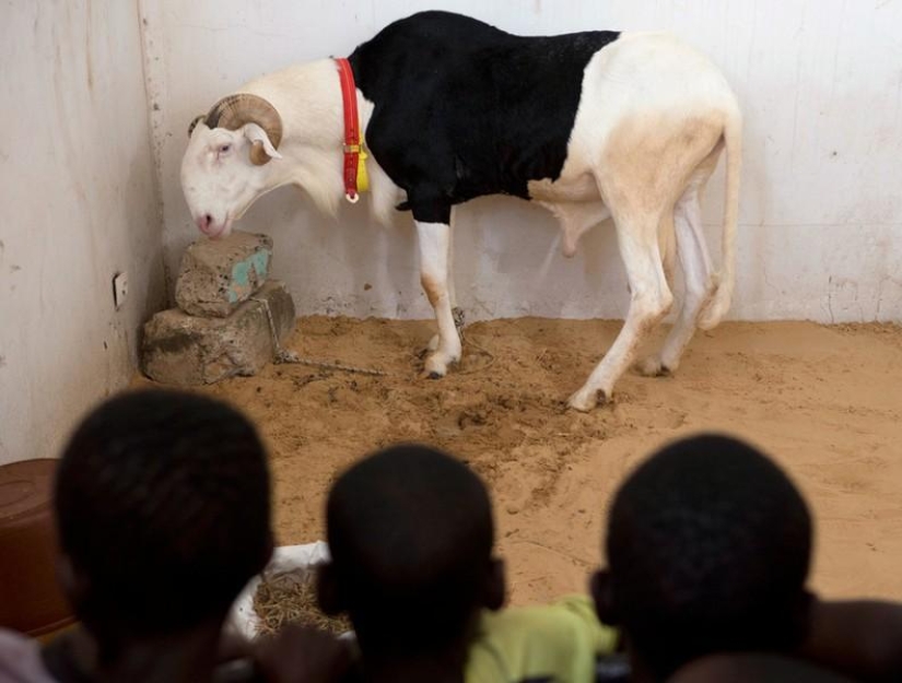 Animals and people Animals and people