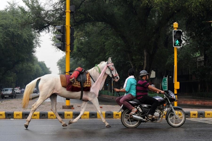 Animals and people Animals and people