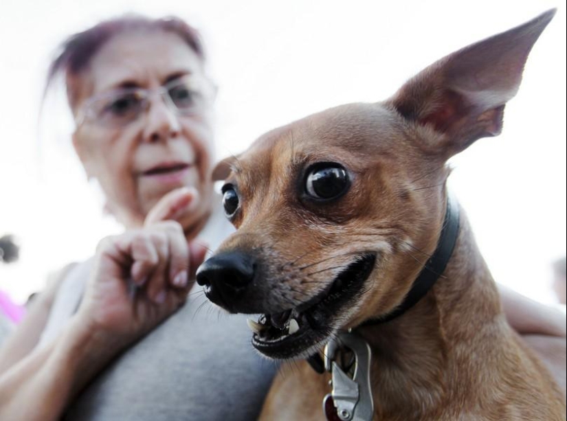 Animals and people Animals and people