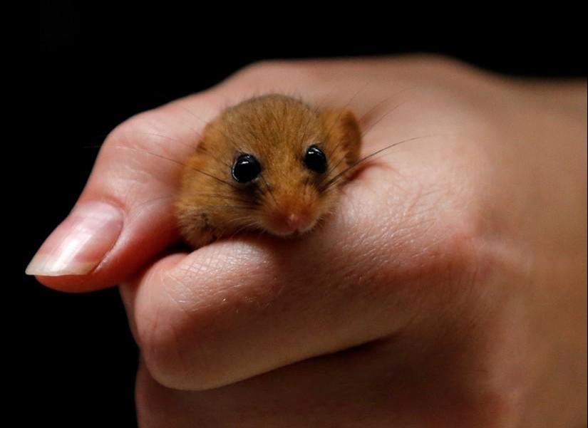 Animals and people Animals and people