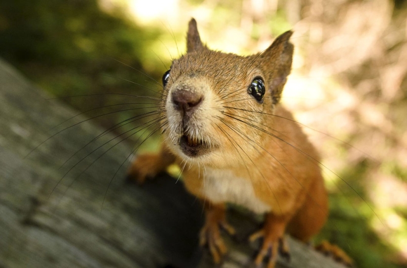 Animals are allowed to be fed