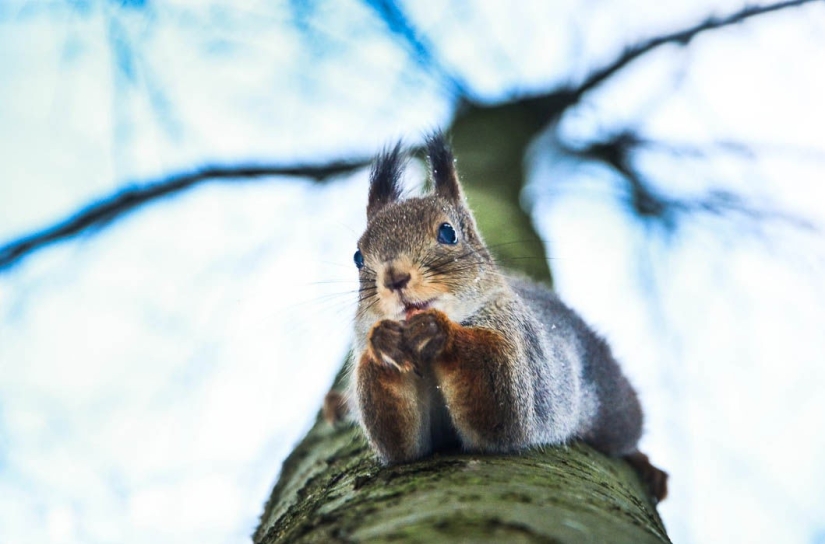 Animals are allowed to be fed