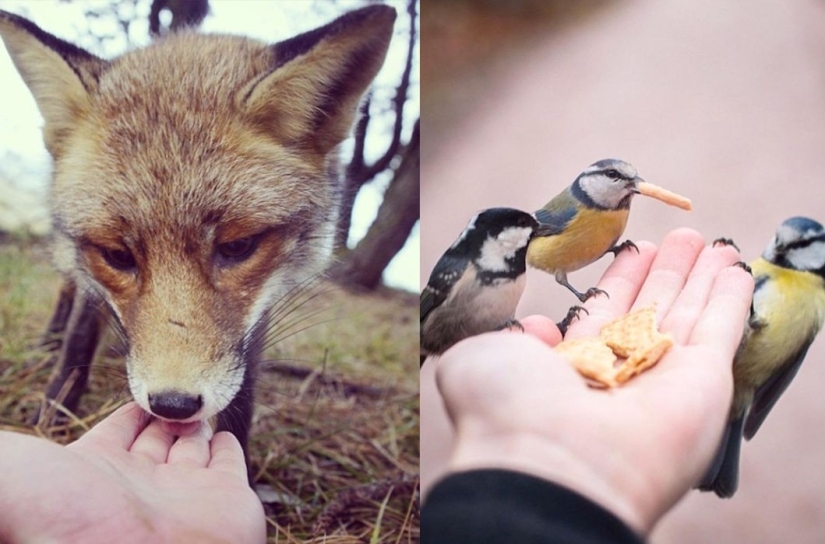 Animals are allowed to be fed