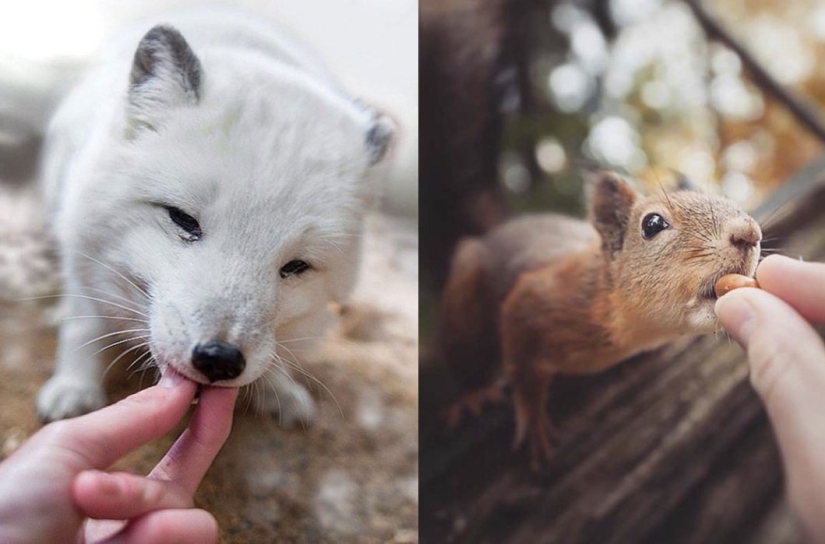 Animals are allowed to be fed