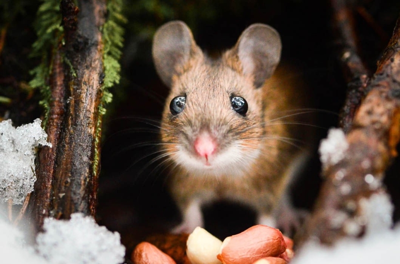 Animals are allowed to be fed