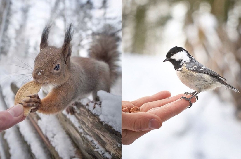 Animals are allowed to be fed