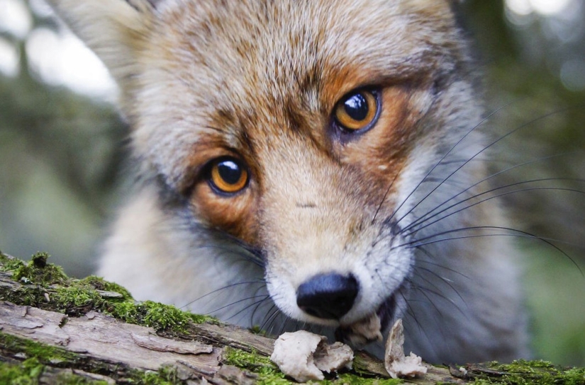 Animals are allowed to be fed