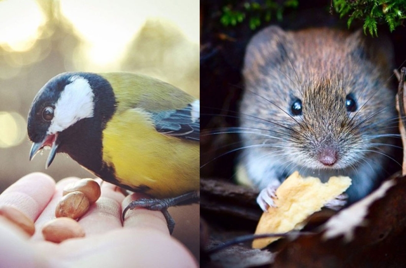 Animals are allowed to be fed