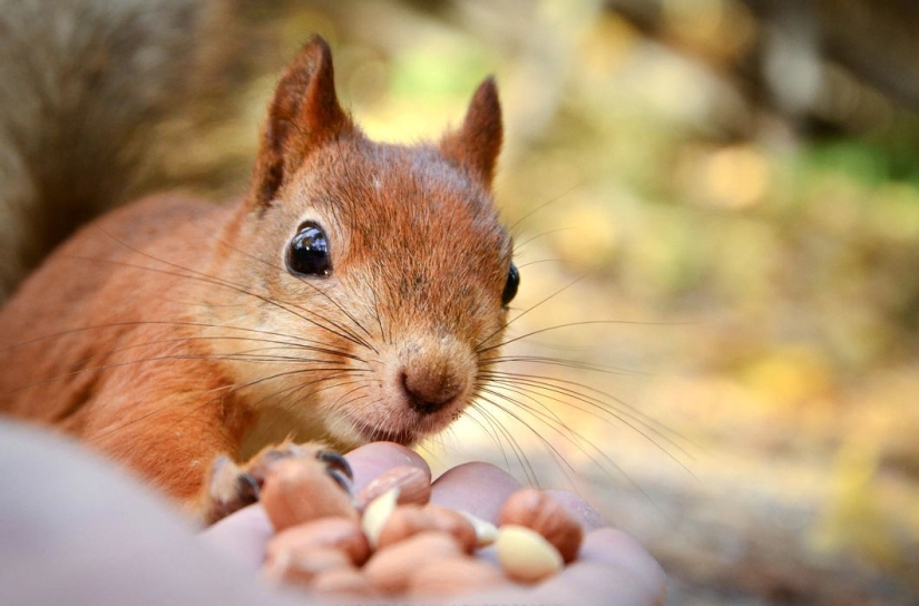 Animals are allowed to be fed