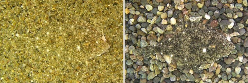 Animals are masters of disguise