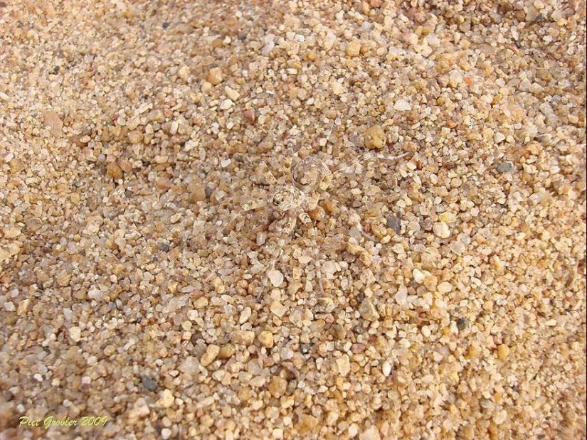 Animals are masters of disguise