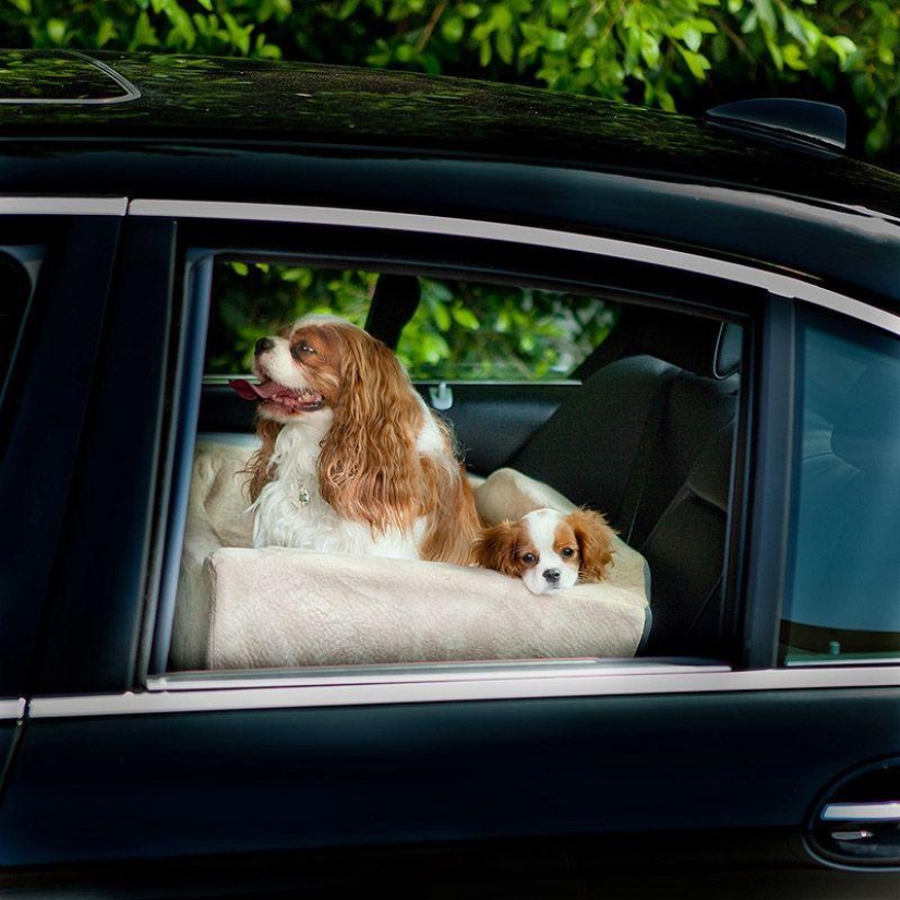 Animals on the go Animals on the go