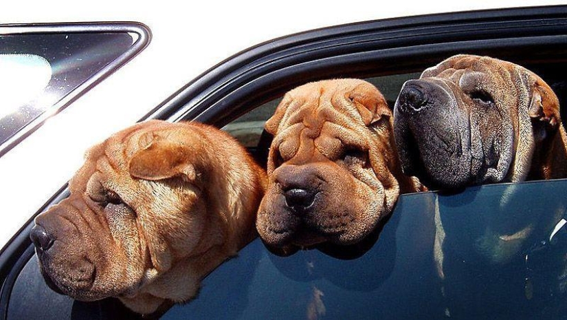 Animals on the go Animals on the go