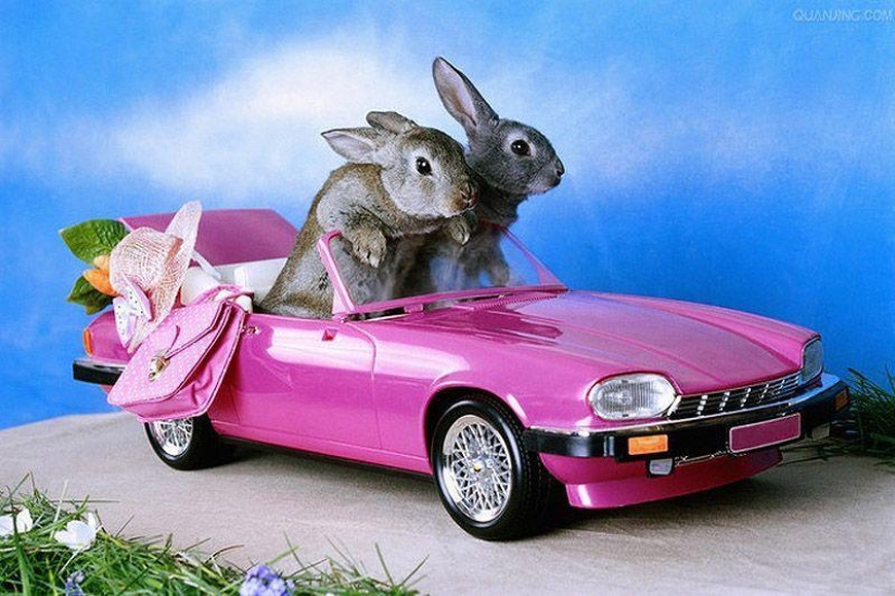 Animals on the go Animals on the go