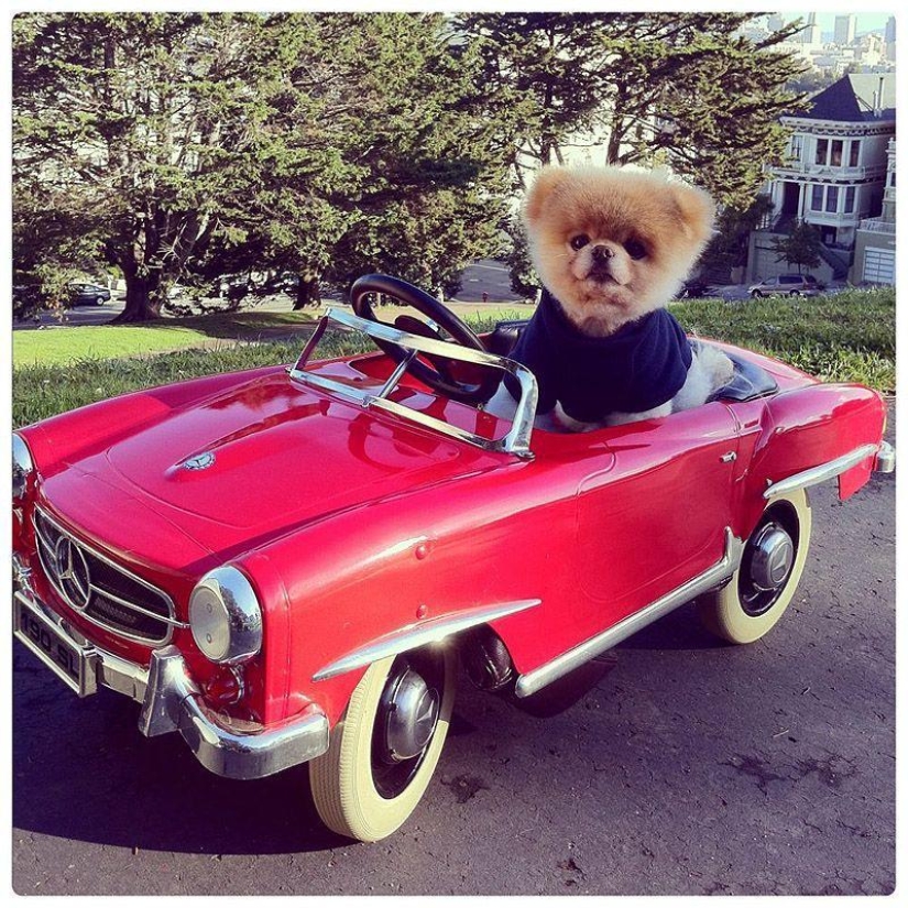 Animals on the go Animals on the go