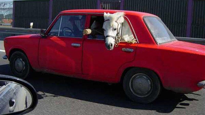 Animals on the go Animals on the go