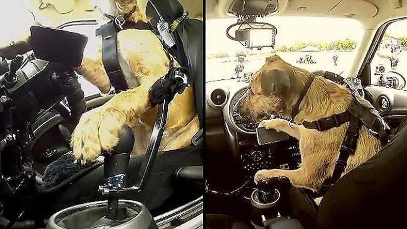 Animals on the go Animals on the go