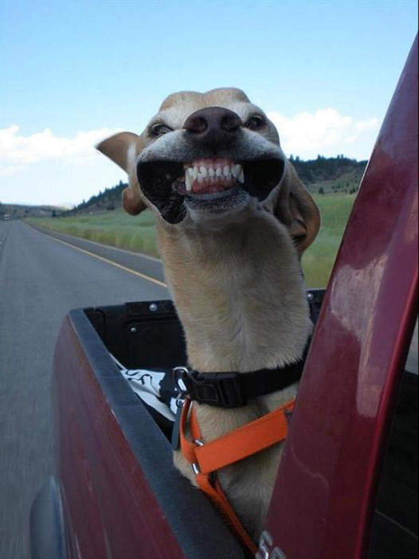 Animals on the go Animals on the go