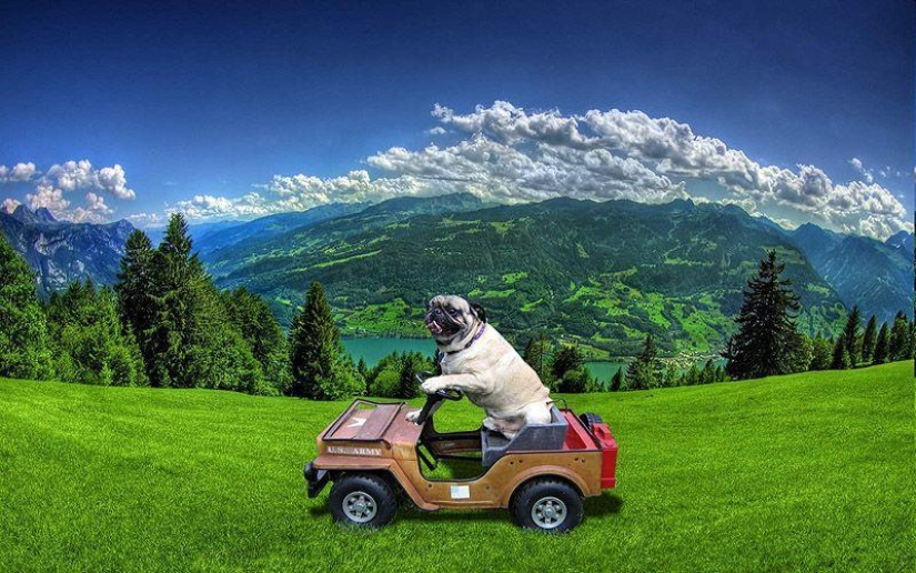 Animals on the go Animals on the go